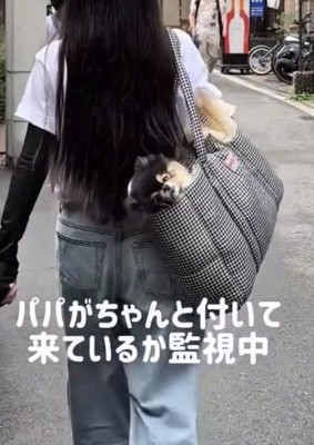 バッグから後ろを見つめる犬