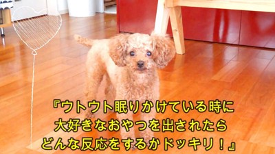 Taruto ちゃんへのドッキリ失敗