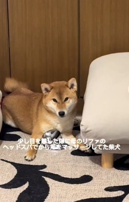 マッサージするマロンくん