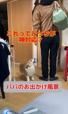 外出時のチリちゃんの対応の違い3