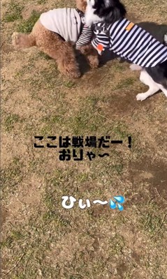 お留守番はイヤなポン太くん9