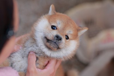 後ろにのけぞる柴犬の子犬