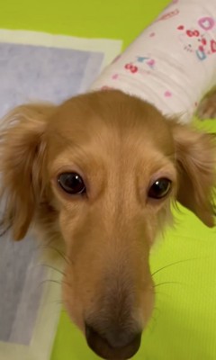 見上げる犬