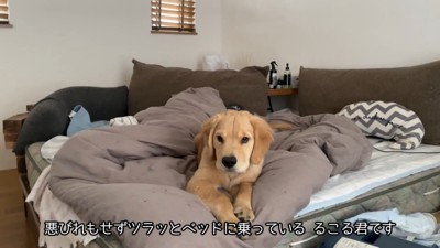 怒られても反省ゼロ!