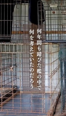 犬が入れられていた檻