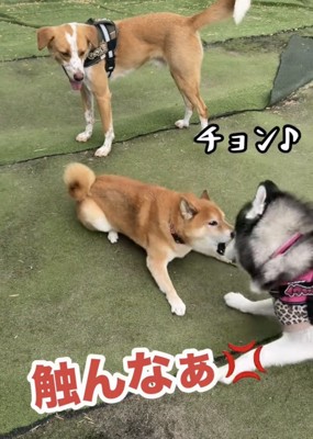 身構えて吠える柴犬