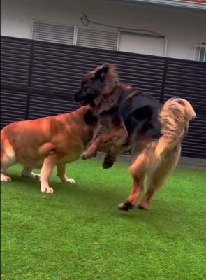 ワンプロは大迫力！！