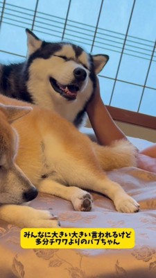 「僕はチワワ寄りの大型犬」