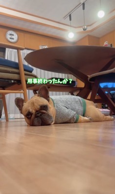 うつ伏せで横たわりながらカメラ目線のフレブル「用事終わったんか?」