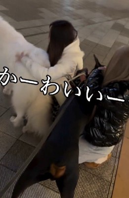超大型犬とお散歩してたら…