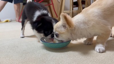 ピノちゃん&パルムちゃんのアイス争奪戦4