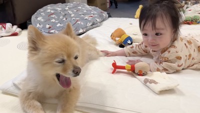 ポメくんの反応も気になる