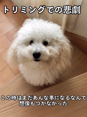 もふもふ犬のレオちゃん