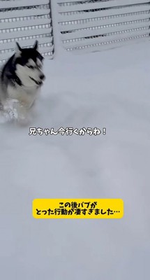 「兄ちゃん、僕に任せて！！」