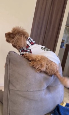 ソファの上に乗る犬