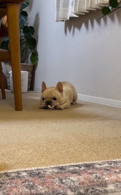 ボールを離さないはちくん1