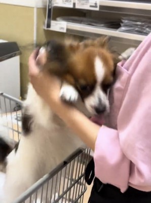 人に抱きつくように甘える犬