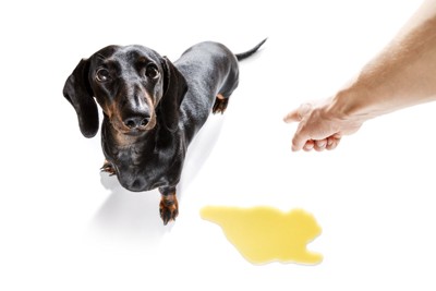 粗相を叱られるダックスフンド