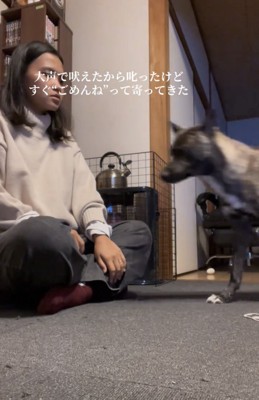 飼い主の前に駆け寄る犬