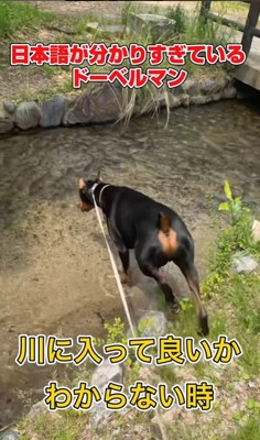 日本語を理解しすぎているルイくん5