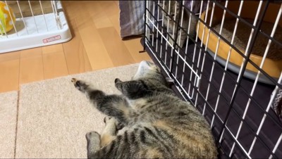 子猫が入ったケージの前で寝転がる先住猫