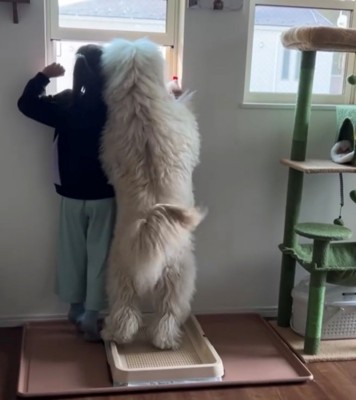 窓の外をじっと見つめる女の子と犬