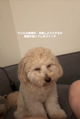 喧嘩仲裁中に眠くなるワンコ5