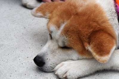 しょんぼりしている犬