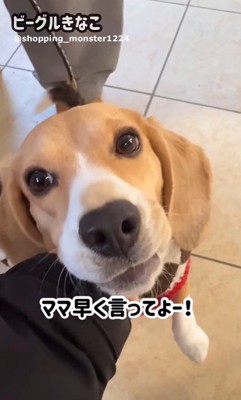 ママが現れた時のきなこちゃん9