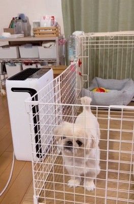 可愛いアピールをするちぷちゃん