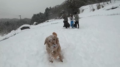 よもぎちゃん＆だいず君の雪への反応5