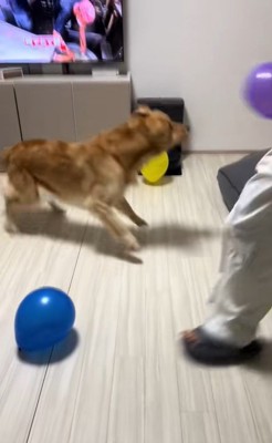 たくさん風船が出てきた時のさらちゃん9