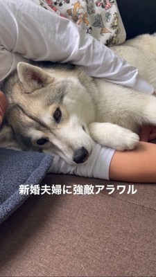 飼い主さんに腕枕してもらうハスキー2
