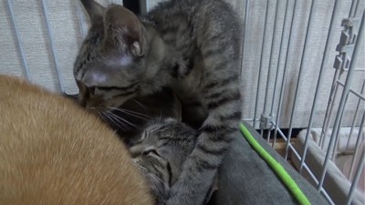 犬の隣を陣取る2匹の子猫