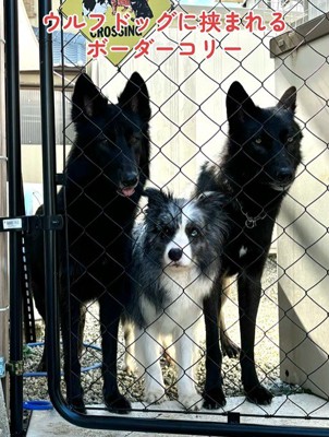 優しい先輩犬たち