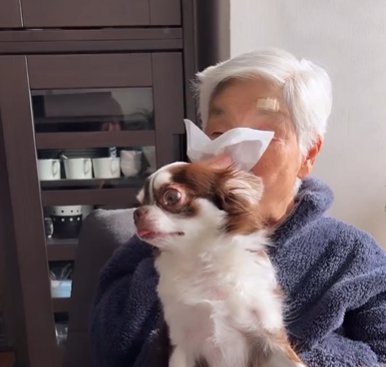 チワワに舐められた顔をティッシュで拭くお年寄りの女性