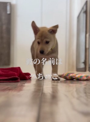 名前をもらった赤ちゃん犬