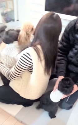 ベッドの近くにいる2匹の柴犬