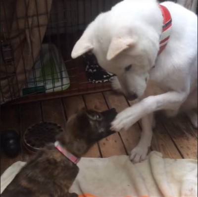 リキくんとすずちゃん9