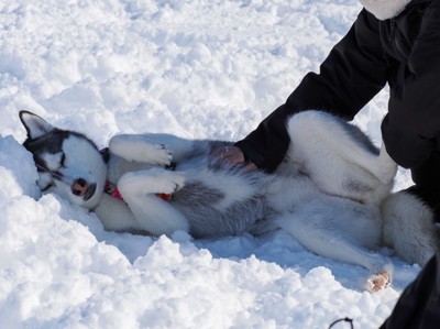 ドッグランでも甘えん坊炸裂♡