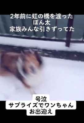 2年前に亡くしたぽん太くん