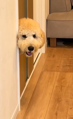 まんまる顔が可愛いけれど…