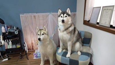 トリミング後の2匹