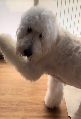 情けないお顔が可愛い♡