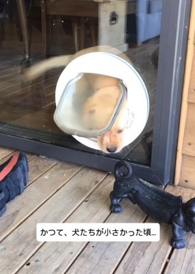 猫用ドアを使う子犬