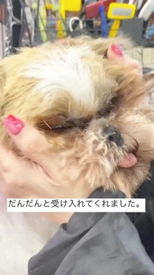 トリマーに顔を揉まれて目を閉じる犬