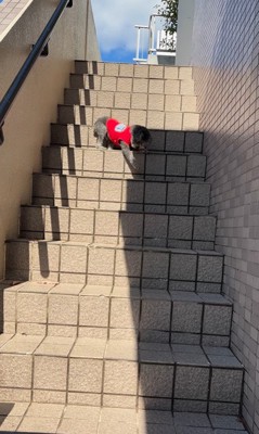頑張って階段を下りるリロちゃん6