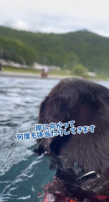 女性を岸に連れて行こうとする茶色い犬