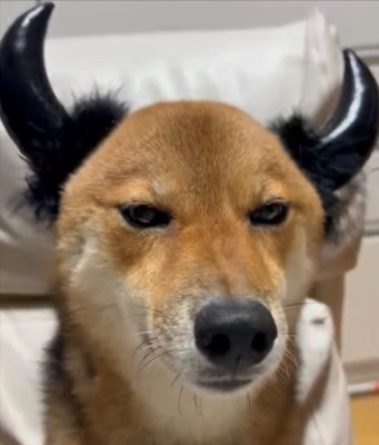 嫌がらない