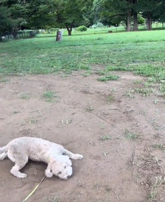 地面にこすりつける犬3